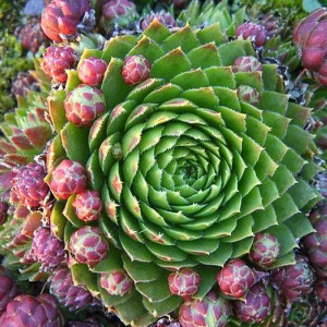 молодило отпрысковое / sempervivum soboliferum