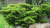 можжевельник средний mint julep / juniperus pfitzeriana mint julep