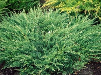 можжевельник горизонтальный andorra compactа /  juniperus horizontalis andorra compactа