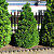 туя западная холмструп  / thuja occidentalis holmstrup