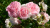 роза ларисса (larissa) шраб