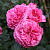 роза баронесса (baronesse) флорибунда