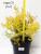 Туя западная Рейнголд / Thuja occ. Rheingold туя западная рейнголд / thuja occ. rheingold