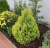 Туя складчатая Корник / Thuja plicata Kornik туя складчатая корник / thuja plicata kornik