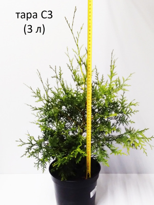 туя западная  брабант / thuja occidentalis  brabant